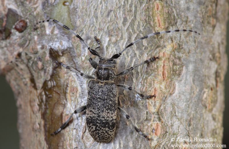 tesařík, Oplosia cinerea (Mulsant, 1839), Lamiinae, Cerambycidae (Brouci, Coleoptera)